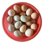 Terceira imagem para pesquisa de ovos avestruzes galado