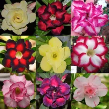 6 Rosa Do Deserto Dobrada Tripla Plantas De Semente Adultas