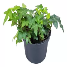 Hera Inglesa Verde Kit60 Mudas 10cm Plantas De Condomínio