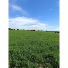 Campo En Barker, Colonia. 