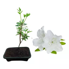 Bonsai De Azaléia Branca - Mudas Já Plantadas No Vaso