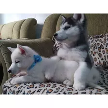 Cachorro Siberianos Husky 