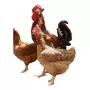 Primeira imagem para pesquisa de galinha gsb