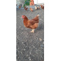 Primera imagen para búsqueda de gallinas