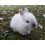 Segunda imagem para pesquisa de mini coelho