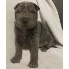 Cachorrita Shar Pei Blue Hembra Para Entregar El 20 De Abril