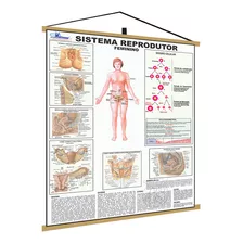 Mapa Corpo Reprodutor Feminino Moldura Banner Poster