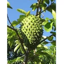 Plantas Injertadas De Guanabana.