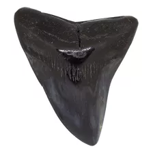 Espécimen Diente De Tiburón Fósil Megalodón 68 Mm - 1 Pieza