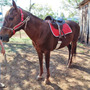 Segunda imagen para búsqueda de monturas caballos