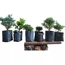 6 Arbolitos Para Bonsai Hinoki Cedro Japónes Juniperos