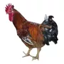 Primeira imagem para pesquisa de galinha gigante
