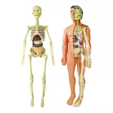 Modelo 3d De Anatomia Do Corpo Humano Para Crianças Em Plást