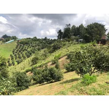 Encantadora Finca Aguacatera En Venta Marinilla