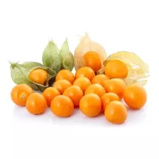 Semillas De Physalis 