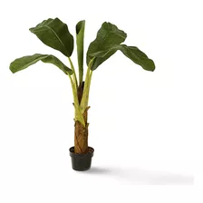 Planta Plantines De Banana