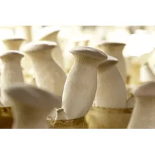 Itens Para Cultivar O Mais Deliciosos Dos Cogumelos Eringui
