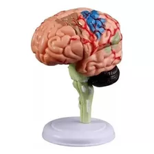 Modelo Anatómico 4d Desmontado Del Cerebro Humano