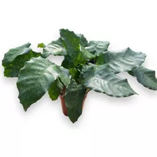 Planta Natural Calathea Network Linda E Saudável Top Coleção