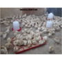 Segunda imagen para búsqueda de gallinas ponedoras