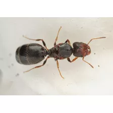 Hormiga Reina Fecundada | Pheloide