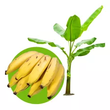 5 Mudas De Banana Brs Prata Anã Embrapa + Manual De Cultivo