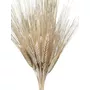 Primera imagen para búsqueda de espigas de trigo secas