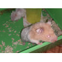 Primera imagen para búsqueda de hamster