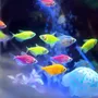 Tercera imagen para búsqueda de peces