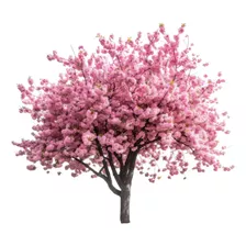 Cerejeira Sakura Okinawa Do Japão Rosa - 3 Mudas Grandes