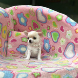 Cachorros Chihuahua Pelo Corto Miniatura Tienda De Mascotas