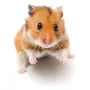 Primeira imagem para pesquisa de hamster filhote