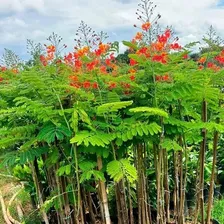 Flor-de-pavão, Flamboyant-mirim 5..000 Sementes Novas, Plant