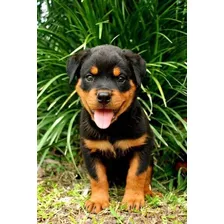 Cachorros Rottwailer Raza Pura 