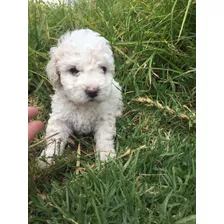 Cachorritos French Poodle Blancos Toy