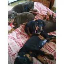 Lindos Doberman Americano Envíos Y Entregas A Nivel Nacional