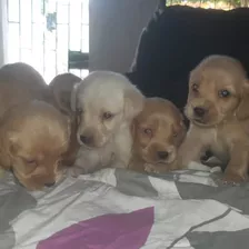 Cachorros De Raza Coker Spaniel