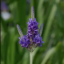 Semillas Flor Aromatica Lavanda Hoja De Helecho Multifida