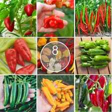 Combo Semillas Ajies Chiles Picantes! 8 Variedades!