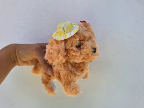 Primera imagen para búsqueda de perro robot