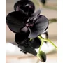 Segunda imagen para búsqueda de orquidea negra