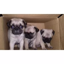 Pug Hembra Y Macho 