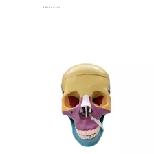 Modelo De Cráneo Humano De Colores 60$