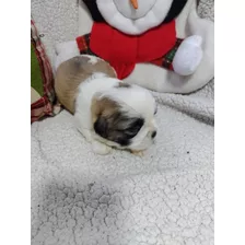 Venta De Hermosos Cachorros Shitzu Garantizados 100% Puros.