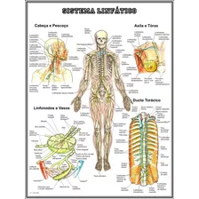 Poster Hd Sistema Linfático 50x75cm Mapa Medicina Clínica