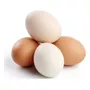Segunda imagen para búsqueda de huevos fertiles