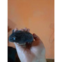 Segunda imagen para búsqueda de hamster