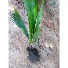 15 Unidades Coco Babaçu Sementes Germinadas P/ Plantio