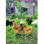 Primera imagen para búsqueda de gallinas sedosas del japon