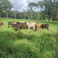 Venta De Fincas, Vacas, Campos, Ganaderias, Bayaguanas, Mont